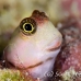 blenny_lubbocks_pb_phi_h_0019_tha0423.jpg